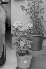 薔薇科の王