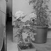 薔薇科の王