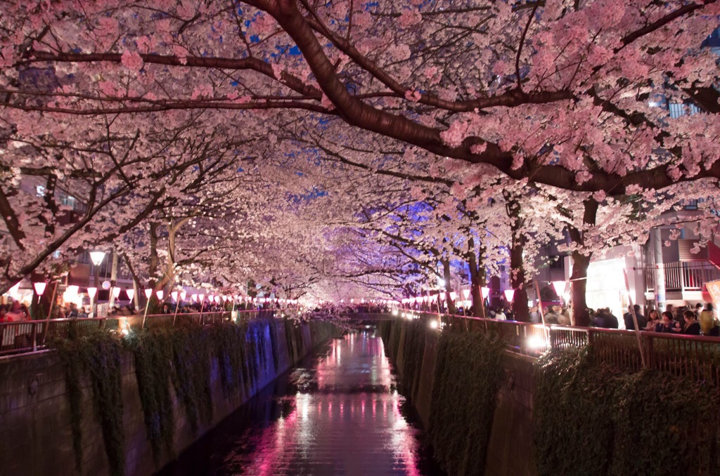 夜桜