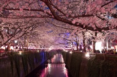 夜桜