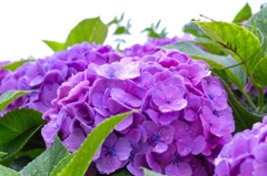 紫陽花