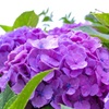 紫陽花