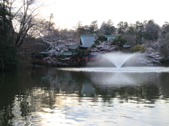 桜と弁天様