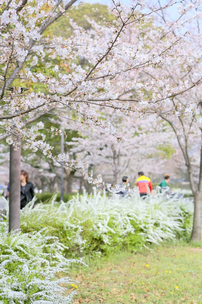 桜その１：名古屋のＫ師匠風（笑）