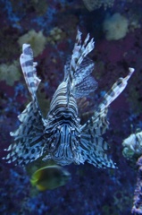 カサゴ