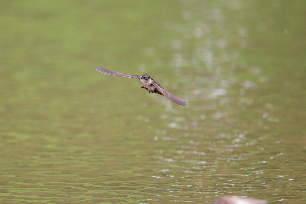 イワツバメ習作Ⅴ－③