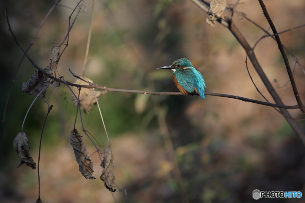 コバルトブルー