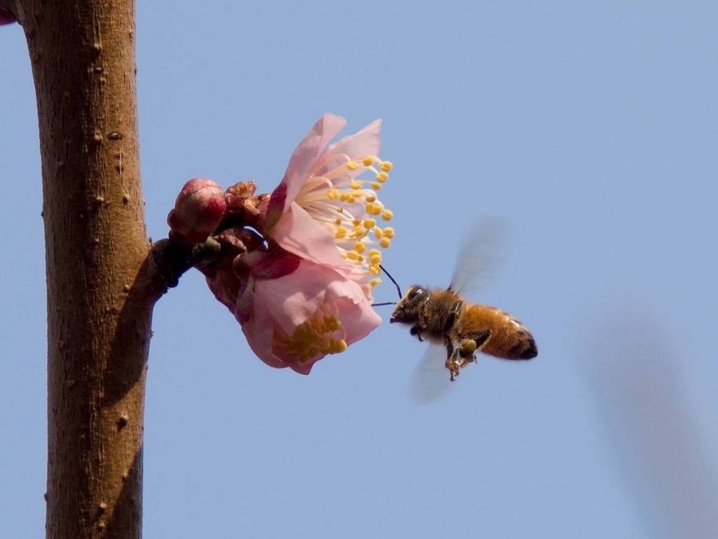 花粉ほちい