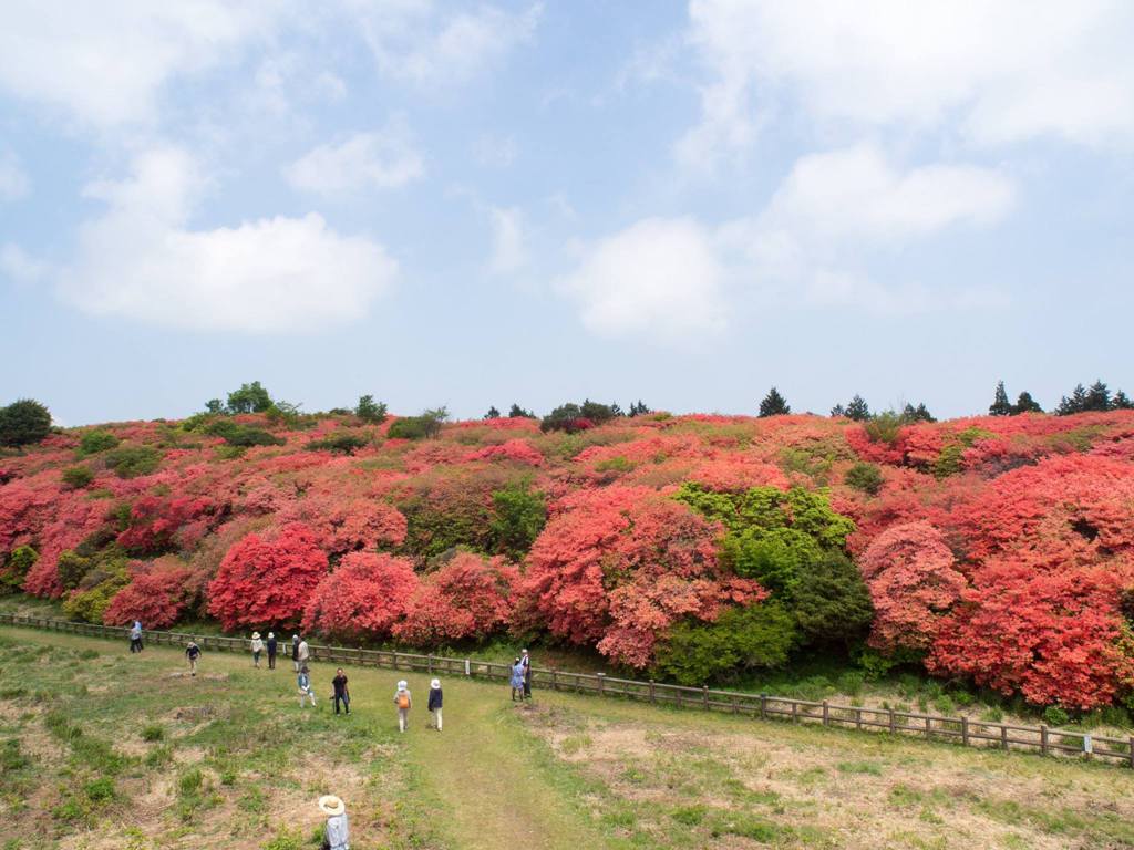 tsutsuji03