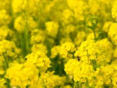 僕も花粉ほちい