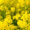 僕も花粉ほちい