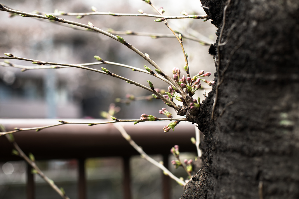 横向き