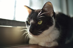 うちのねこ