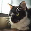 うちのねこ