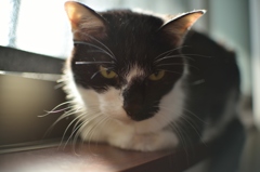 うちのねこ