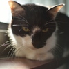 うちのねこ