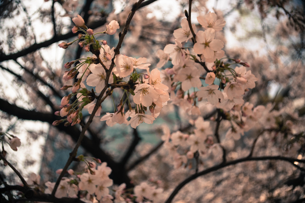桜とビル