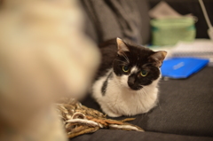 ねこ