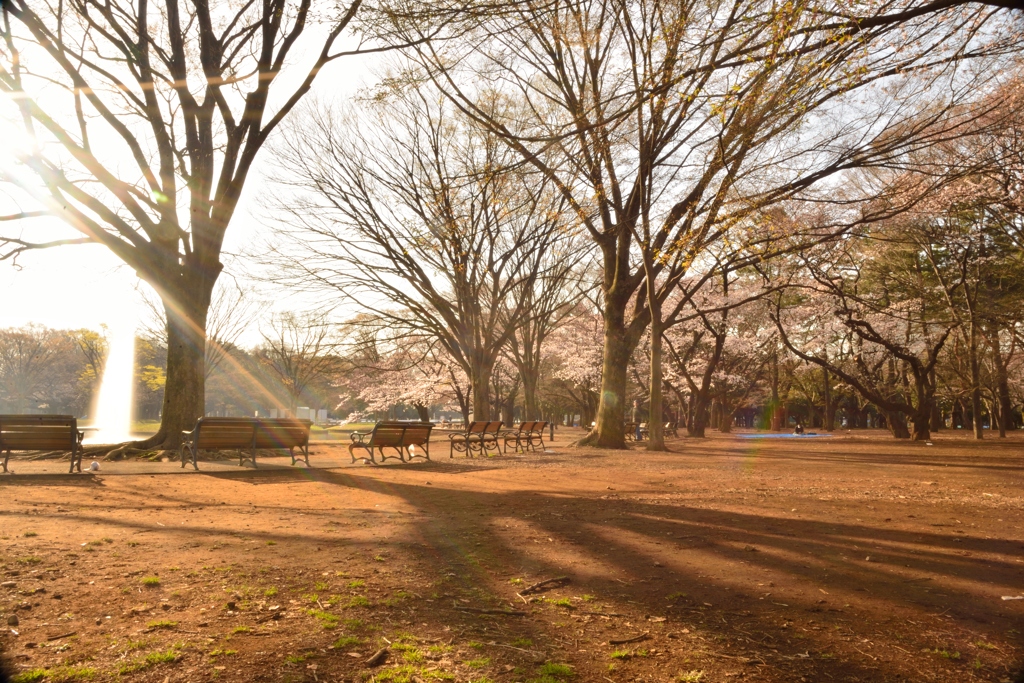 公園の朝2