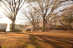 公園の朝2
