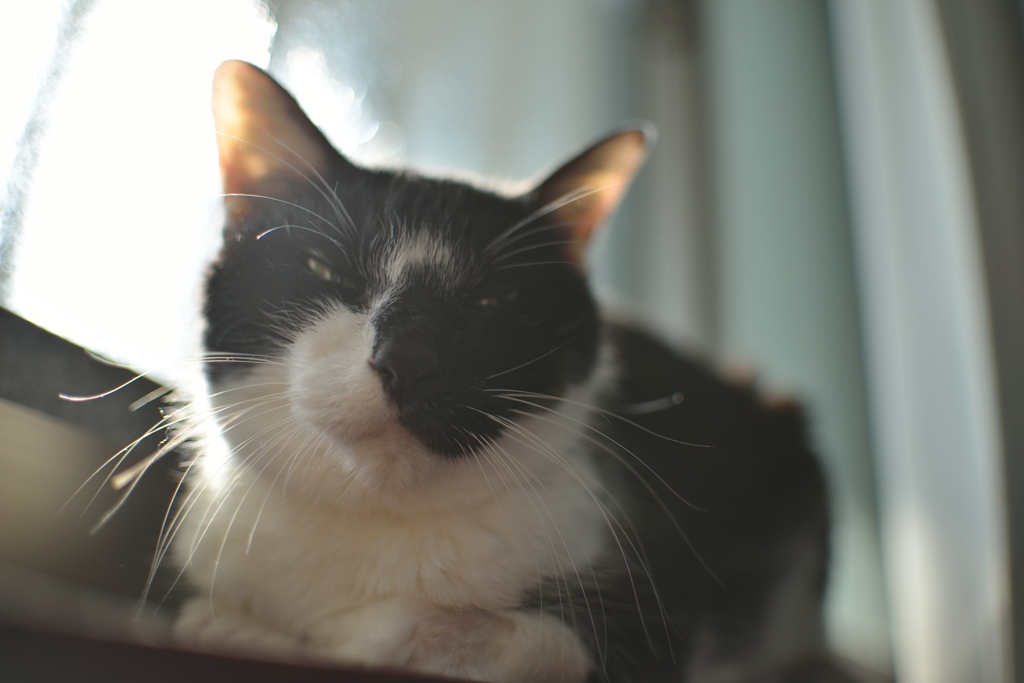 うちのねこ