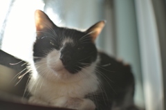 うちのねこ