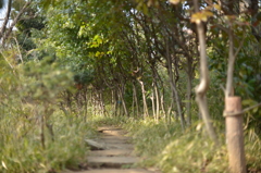 晴れたので