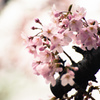 近所の桜