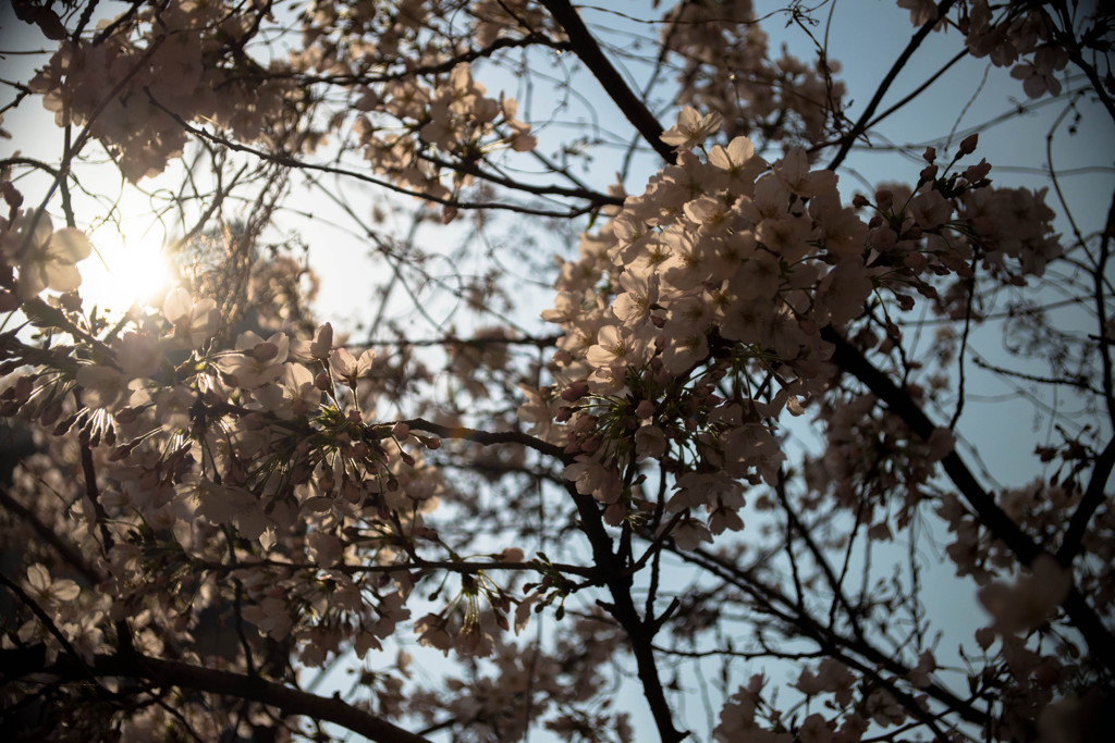 桜