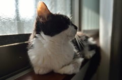 うちのねこ