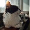 うちのねこ