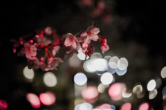 夜桜みてきました