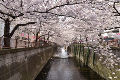 桜の屋根