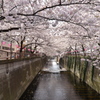 桜の屋根
