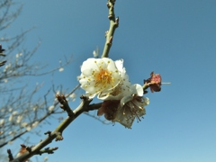 吉川の空