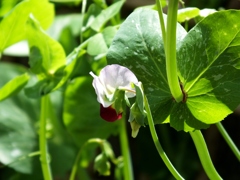 絹サヤの花