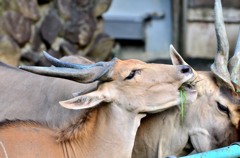 円山動物園2