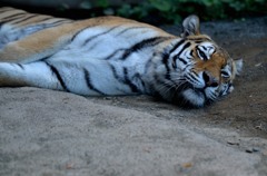 円山動物園1