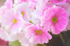 ピンク色の世界