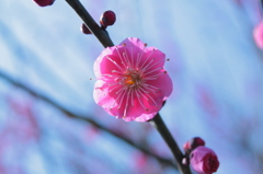 梅の花
