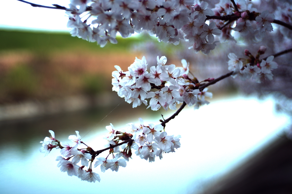 桜の花