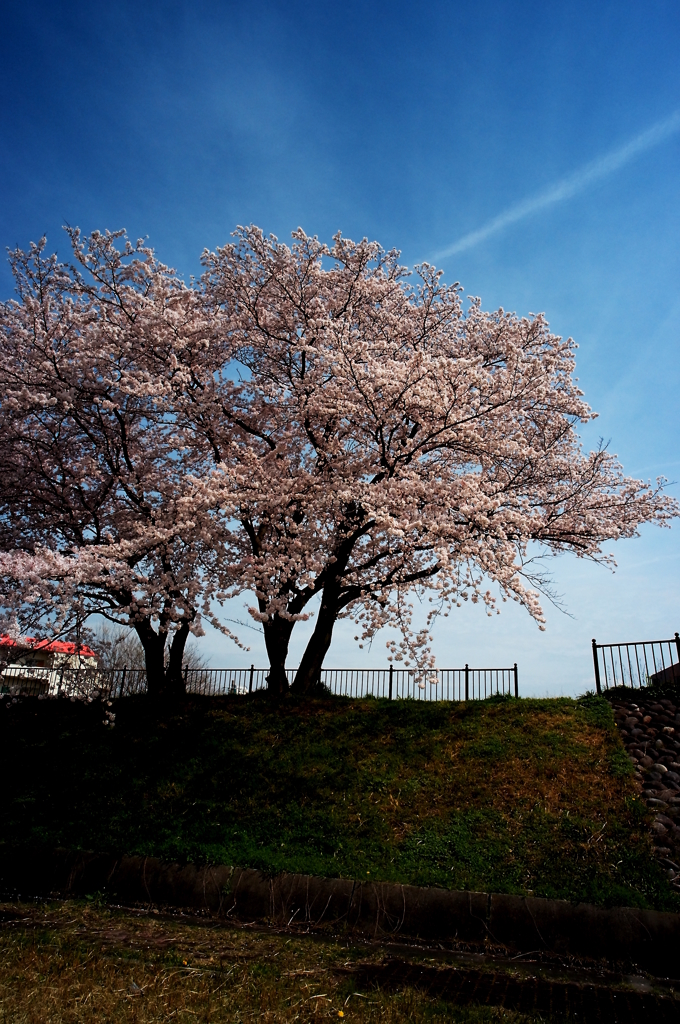 桜