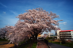 桜２