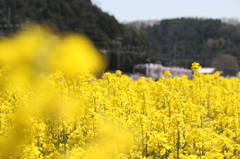 菜の花と伊賀鉄道