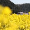 菜の花と伊賀鉄道