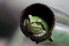 カエル