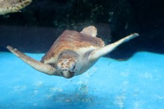 海ガメラ