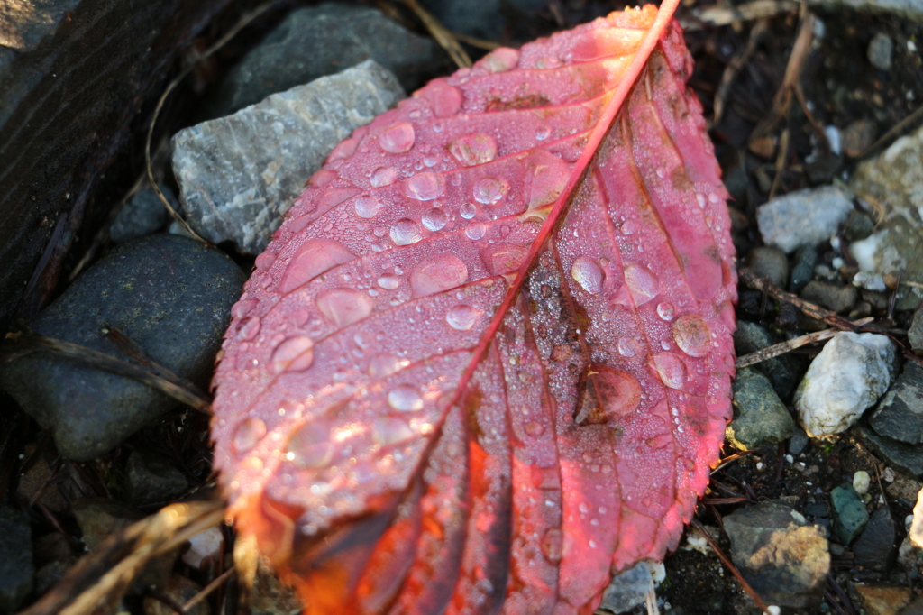 朝露の落ち葉