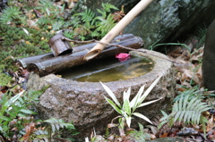 椿