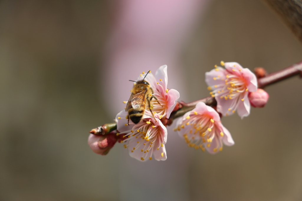 梅と蜜蜂